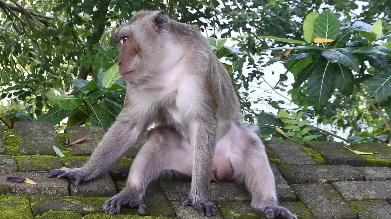 un mono se sienta relajado en el suelo en el área turística de la cueva de kreo, semarang, indonesia