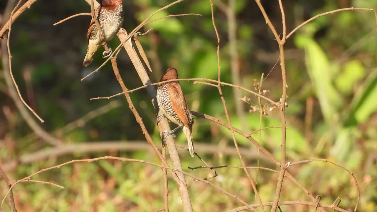escamosa - munia de pechos - hermosa