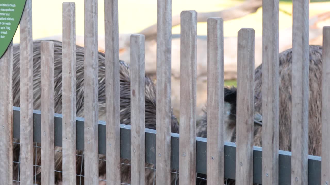 Kangaroo and wallaby signs at Melbourne zoo