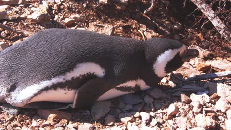 magellanic penguin resting on the ground with lot of stones near the entrance of its nesting hole at bahia bustamante