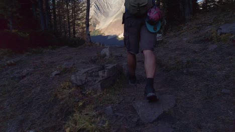 excursionista caminando por la montaña a través de alerce bosque amarillo revelar