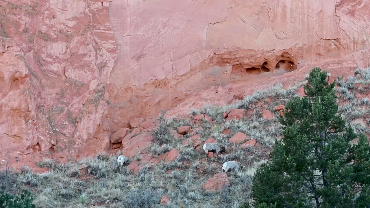 Drone view of massive red sandstone formations with pine trees in foreground and soft evening light at Garden of the Gods in Colorado Springs