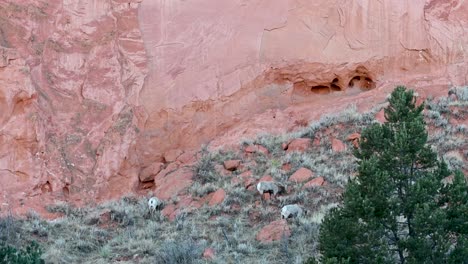 drone view of massive red sandstone formations with pine trees in foreground and soft evening light at garden of the gods in colorado springs