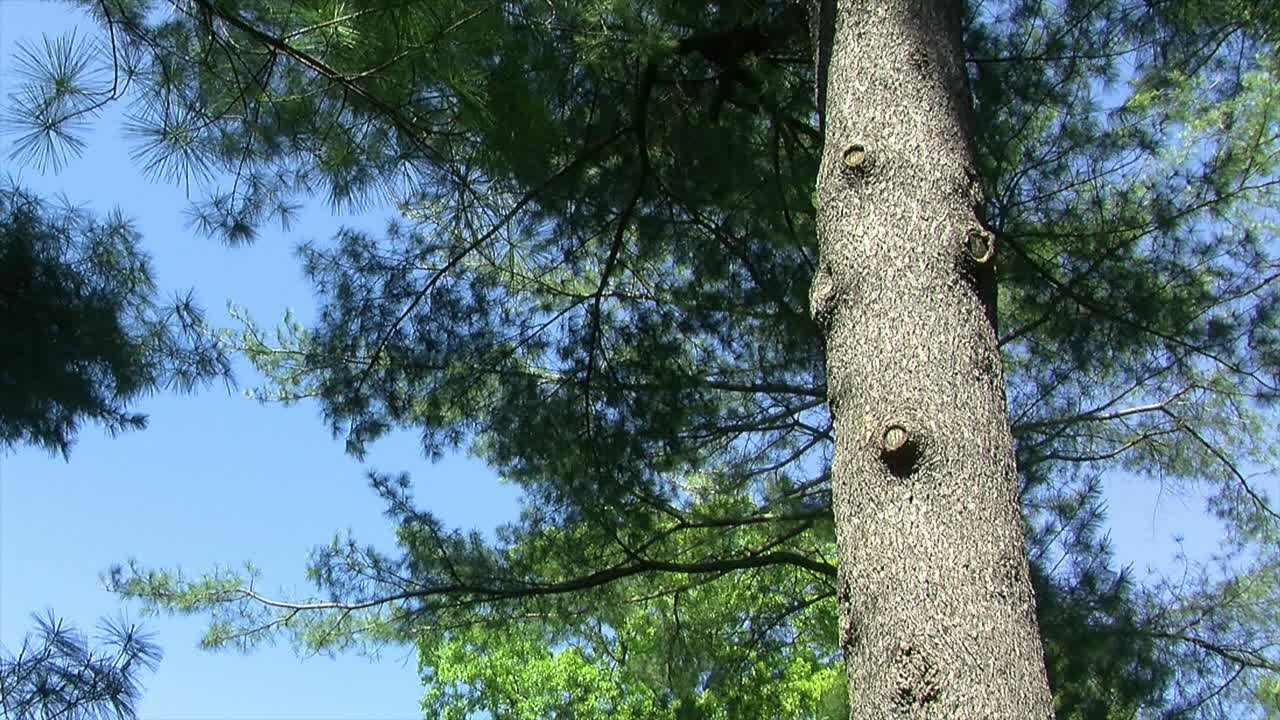 The trunk of a pine tree reaches skyward