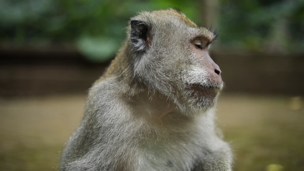 toma manual en cámara lenta de uno de los hermosos monos balineses de cola larga en el bosque de monos sagrados en bali, indonesia