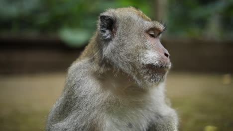 toma manual en cámara lenta de uno de los hermosos monos balineses de cola larga en el bosque de monos sagrados en bali, indonesia