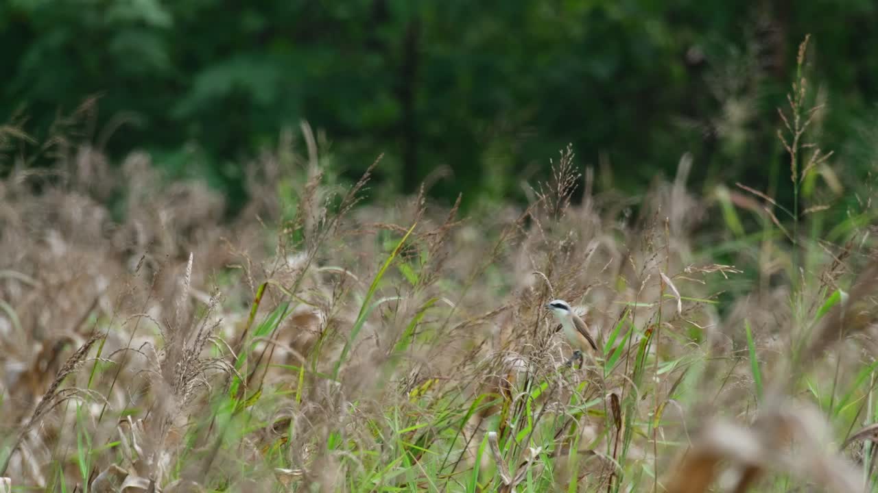 visto balanceándose en la parte superior de una planta mirando hacia la izquierda en un prado durante un día de viento, el camarón marrón lanius cristatus, tailandia