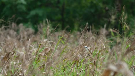 Seen-balancing-on-top-of-a-plant-facing-to-the-left-at-a-grassland-during-a-windy-day,-Brown-Shrike-Lanius-cristatus,-Thailand