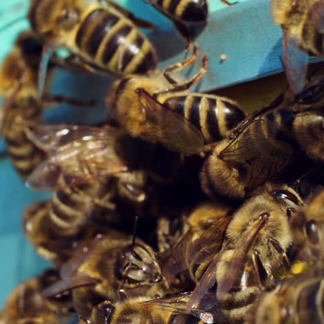 Farm honey production
