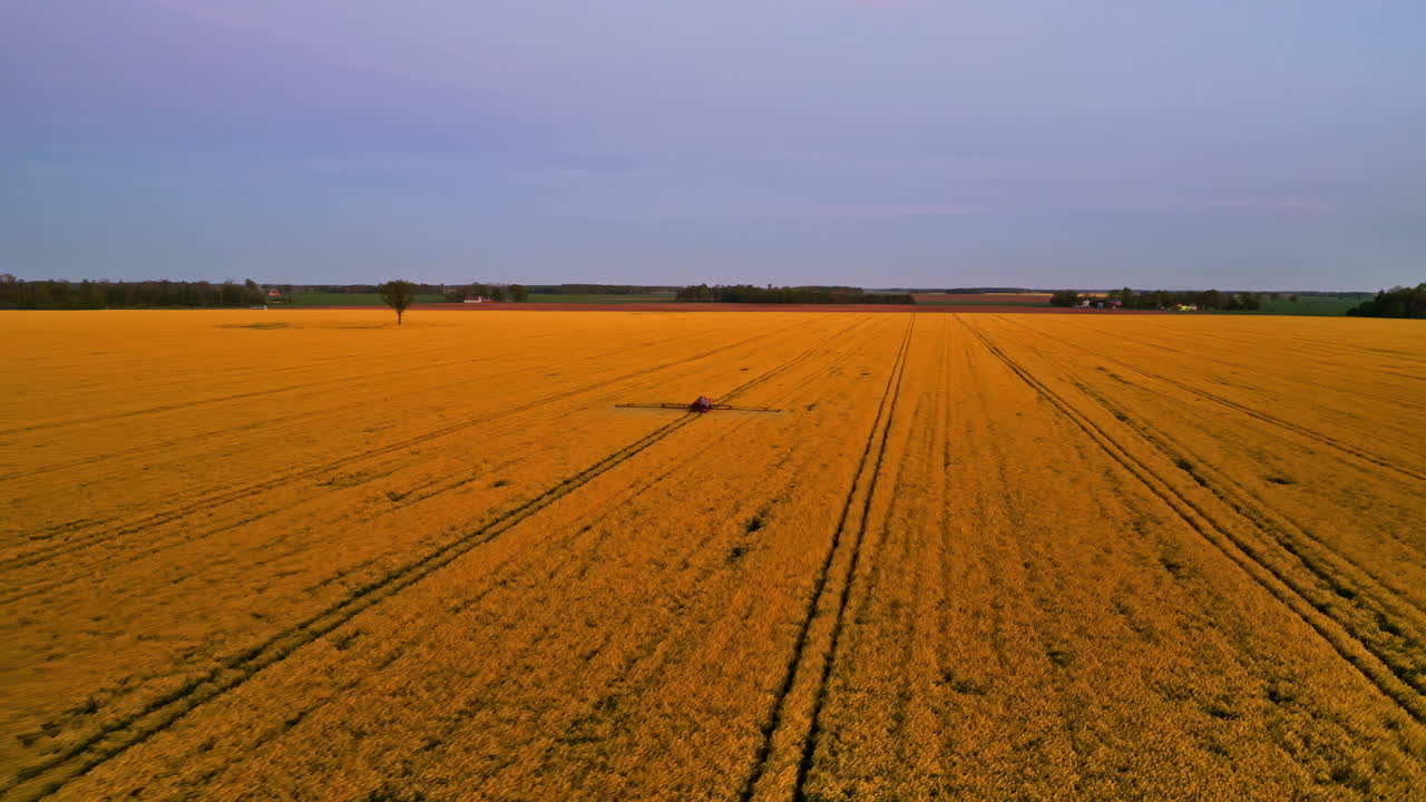 Agricultural drone video of yellow rapeseed field with sprayer under evening sky