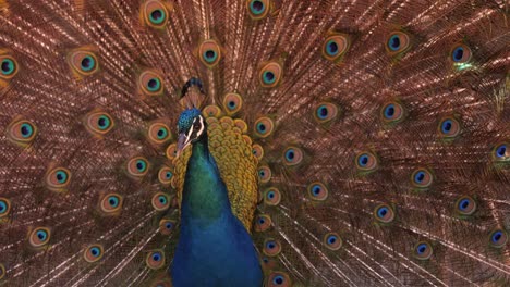 close up of a peacock showing its colorful feathered tail