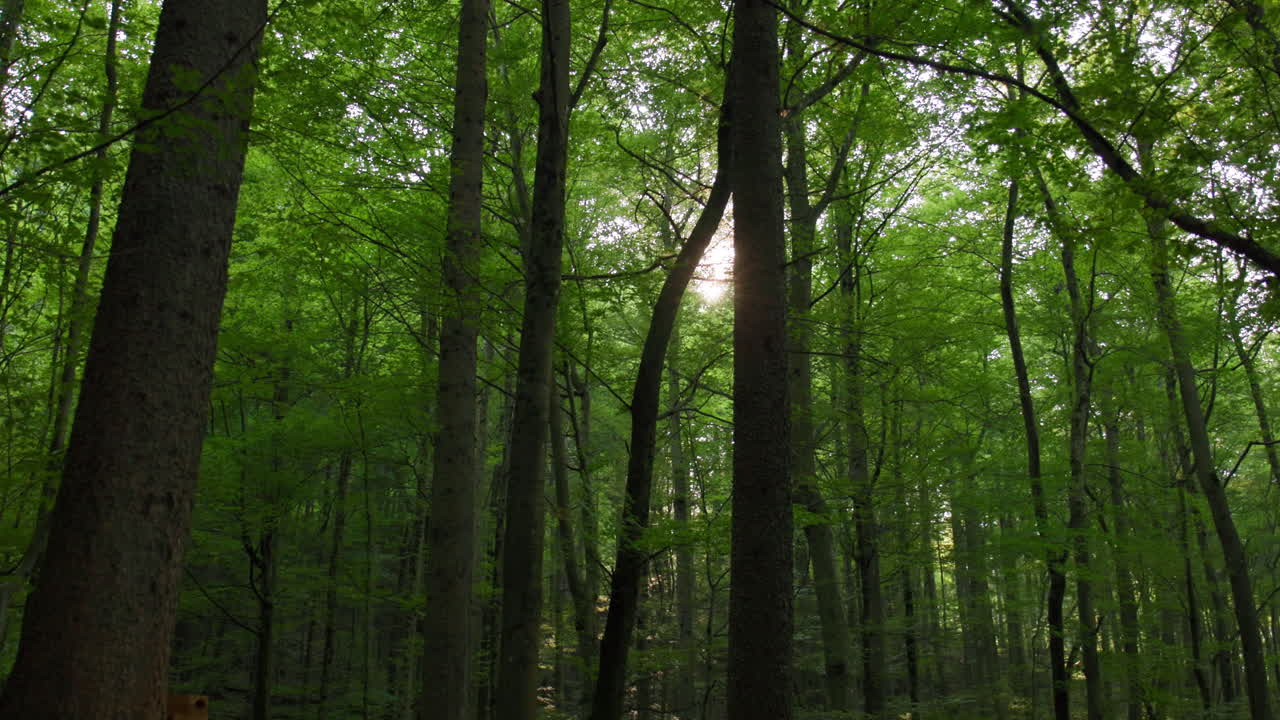 Sunlight Through Trees – Vintgar Gorge, Slovenia (Triglav National Park)