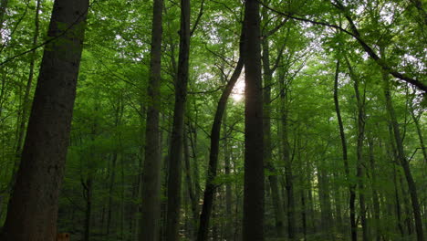 sunlight through trees – vintgar gorge, slovenia (triglav national park)