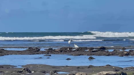 dos grullas blancas pescando en las piscinas de marea con hermosas olas rompiendo en el fondo