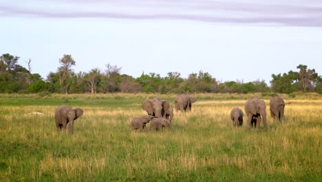 Elefantenfamilie-Genießt-Den-Afrikanischen-Sonnenaufgang