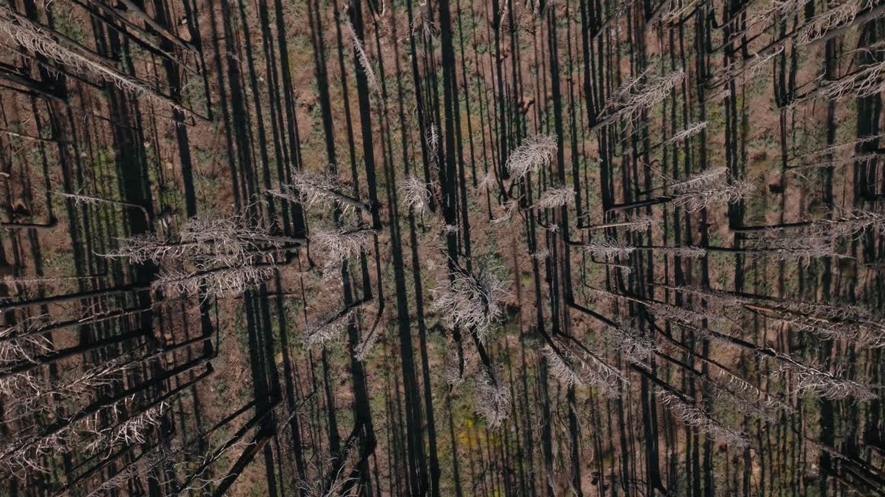 Aerial view of a burned forest conveying destruction and renewal