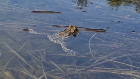 la rana se está divirtiendo en el agua las piernas están extendidas y simplemente relajándose