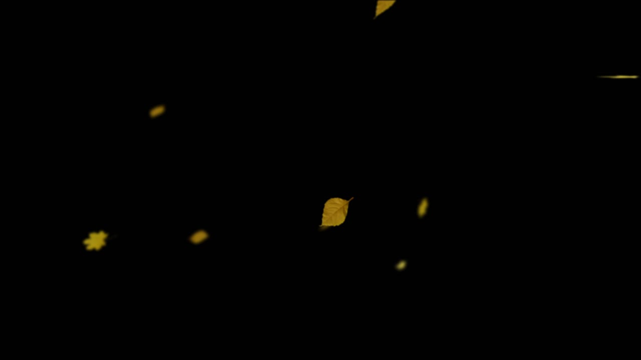A cascade of yellow and golden autumn leaves falls through frame in slow motion. Seamless loop on isolated black background with alpha channel. For seasonal, nature, or Thanksgiving themes