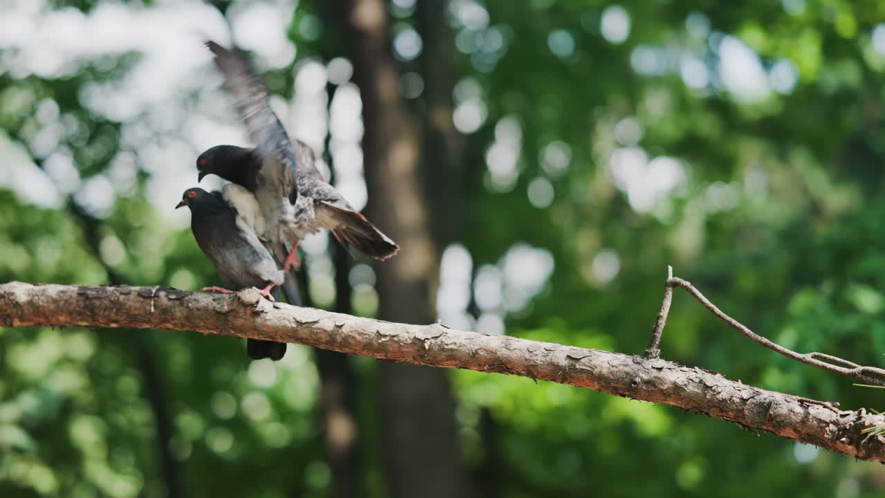 Two black and grey pigeons pecking on a tree branch in the park