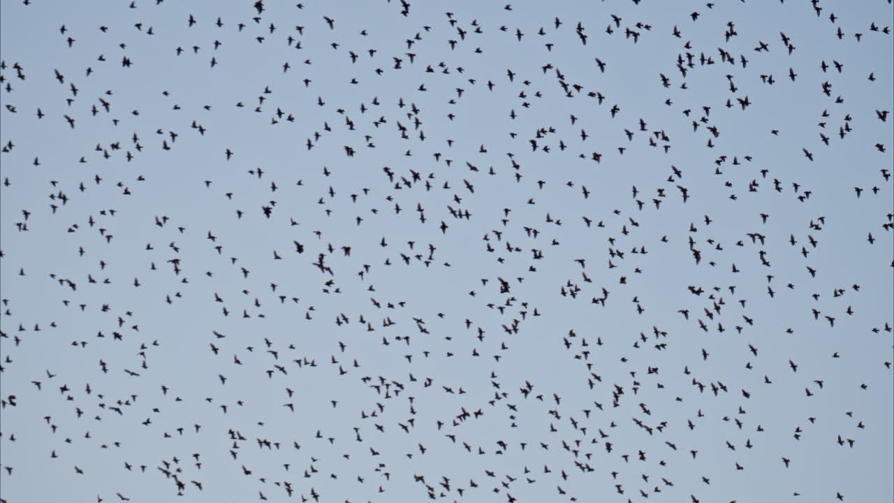 View of a horde of crows flying on a gray sky on the background