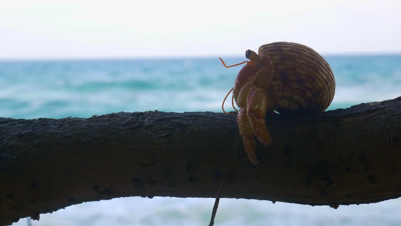 Hermit Crab walking over branch with beautiful beach in background
