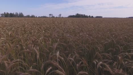 Landwirtschaftliches-Getreidefeld.-Antenne-Extrem-Niedrig-Dolly-in-Fliegend-Vorwärts