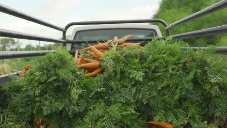 Fresh-carrots-on-organic-farm