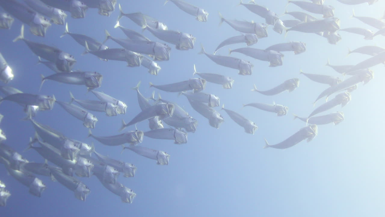 입 고등어로 알려진 이집트 홍해의 인도 고등어, 이 고등어 - rastrelliger kanagurta는 일반적으로 입을 크게 벌리고 수영하는 큰 그룹에서 발견됩니다.