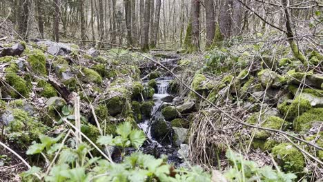 pequeños pasos de arroyo en el medio de un bosque