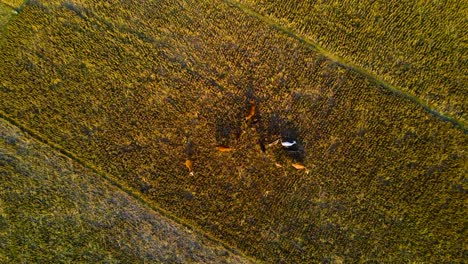 Draufsicht-Auf-Kühe,-Die-Bei-Sonnenuntergang-Auf-Einem-Goldenen-Feld-In-Bangladesch-Grasen---Drohnenaufnahme