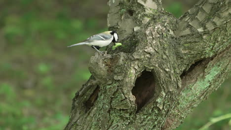 Orientmeise-Mit-Wurm-Auf-Dem-Schnabel-Hocken-Und-In-Das-Nest-In-Der-Baumhöhle-Tragen