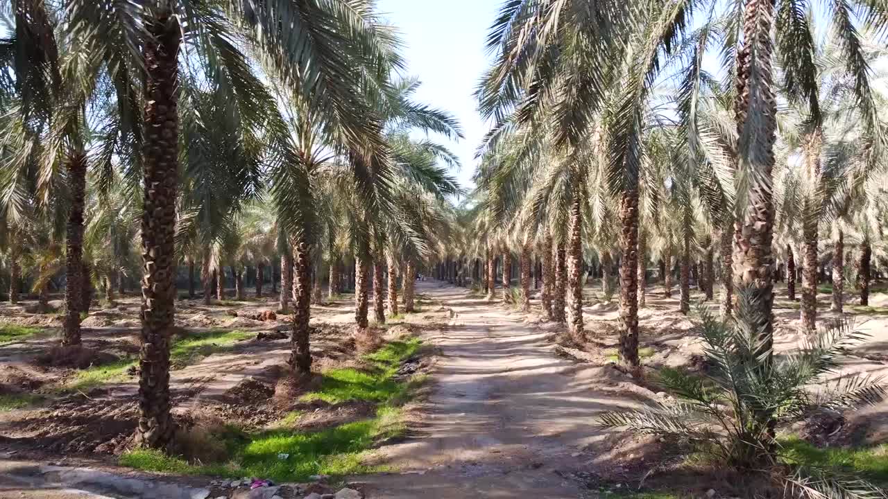 aerial wide panoramic landscape of date palm groove fly over palm garden in summer harvest season date palm fruit orchard green leaves symmetric tall tree delicious nutritious fruit Iran agriculture