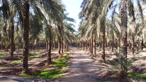 aerial-wide-panoramic-landscape-of-date-palm-groove-fly-over-palm-garden-in-summer-harvest-season-date-palm-fruit-orchard-green-leaves-symmetric-tall-tree-delicious-nutritious-fruit-Iran-agriculture