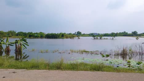 wetland with banana trees, seen from train ride