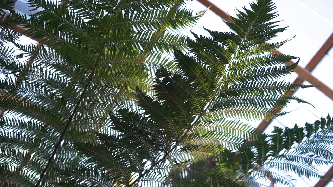 carro de mano de techo desde debajo de un árbol dentro de los jardines de invierno de sheffield, inglaterra
