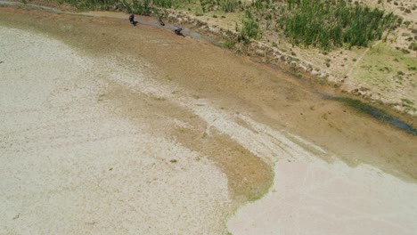 Aerial-drone-shot-of-riverside-land-with-cows-and-buffaloes---Dry-and-barren-land-because-of-global-warming-in-rural-Punjab-Pakistan