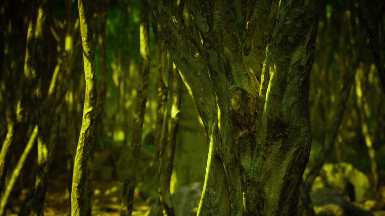 Mystical forest with vibrant foliage and ancient trees bathed in golden light