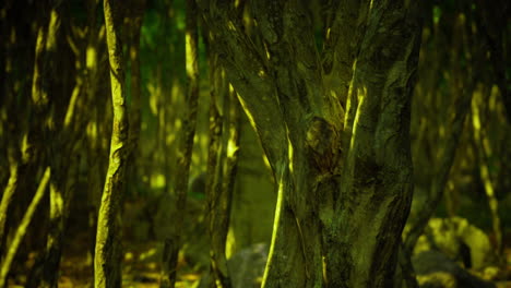 mystical forest with vibrant foliage and ancient trees bathed in golden light