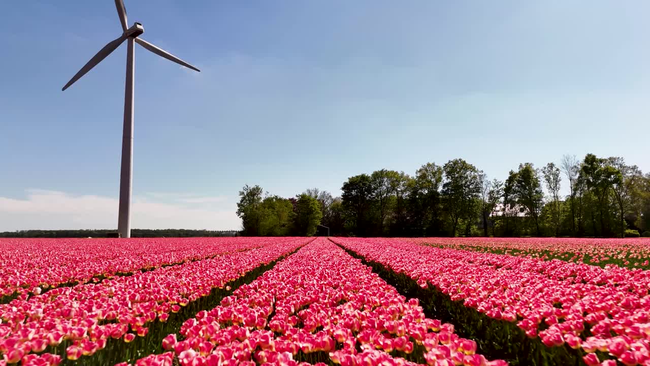 Pink Tulip Field with Wind Turbine