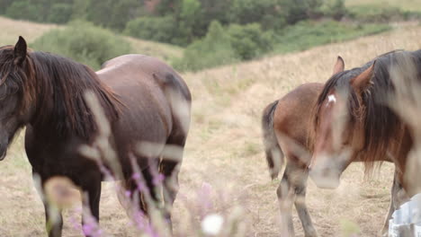 caballos negros y marrones con potros pastando en pastos rurales, la dinámica del grupo en el foco