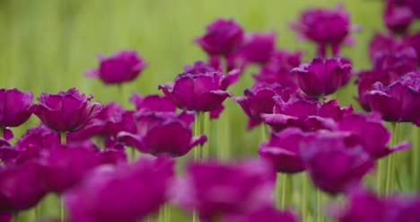 hermosos tulipanes rojos que florecen en el campo 17