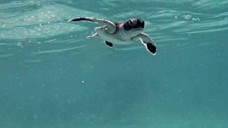 Cute-baby-sea-turtle-taking-a-breath-then-diving-towards-the-camera