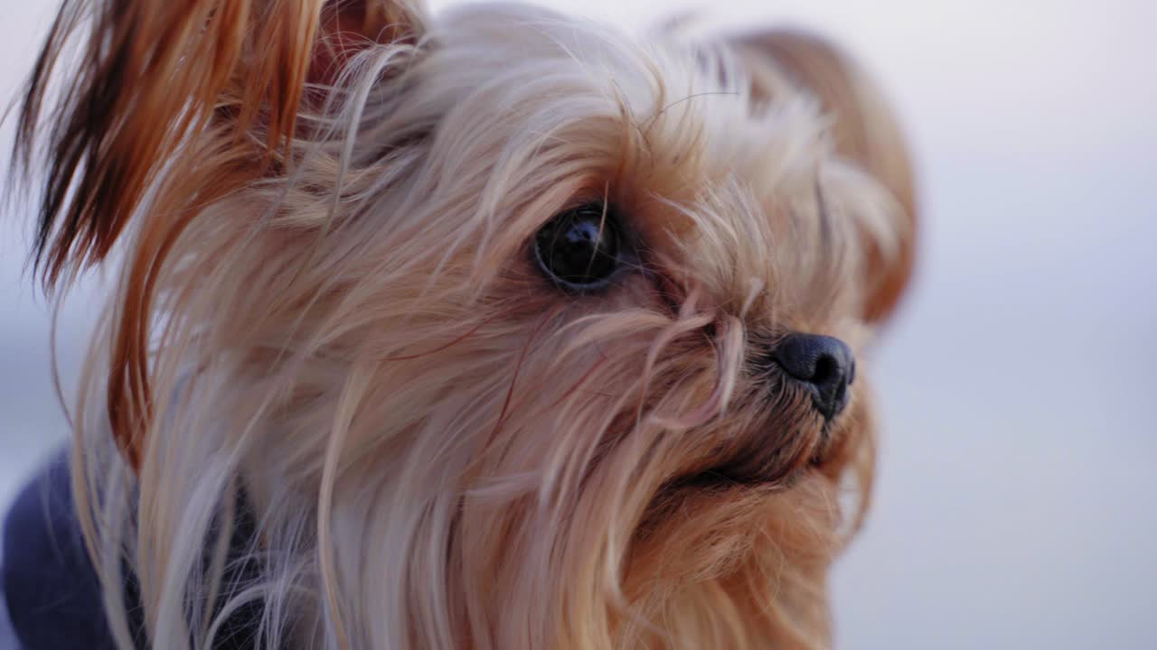 retrato de un pequeño perro feliz y saludable, yorkshire terrier