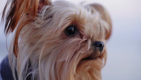 portrait of a happy and healthy small dog, yorkshire terrier