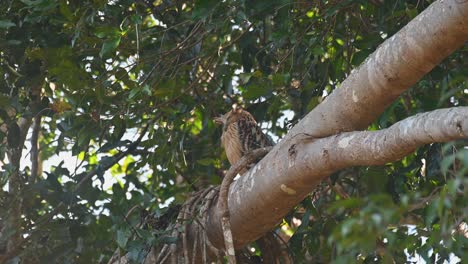 Visto-Durmiendo-Durante-Un-Día-Ventoso-En-La-Parte-Superior-De-Una-Rama-Grande,-Lechuza-De-Pescado-Buffy-Ketupa-Ketupu,-Parque-Nacional-De-Khao-Yai,-Tailandia