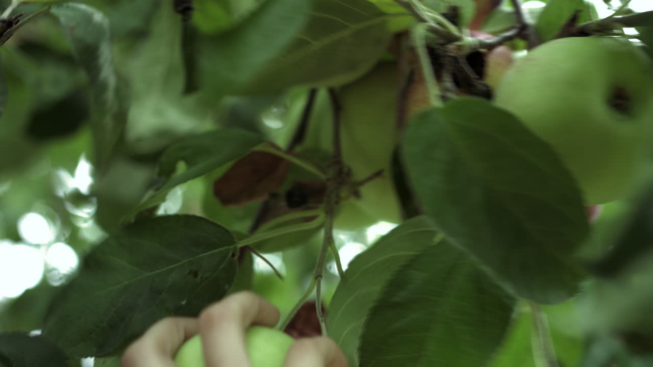 Primo piano di una mano che afferra e raccoglie una mela verde biologica dall'albero.