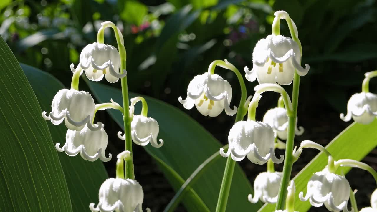 Video ravvicinato di fiori di mughetto, che cattura le loro delicate campanelle bianche in piena luce