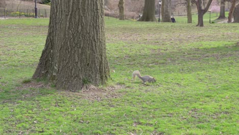 squirrel on meadow at central park, new york