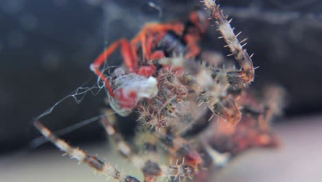 macro shot of cat spoder eating hornet