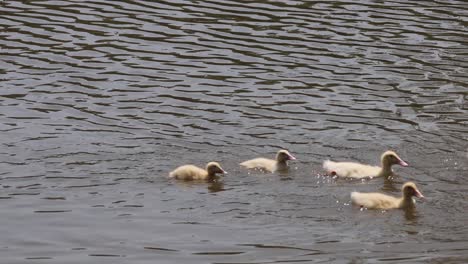 ducks and ducklings swimming together in water